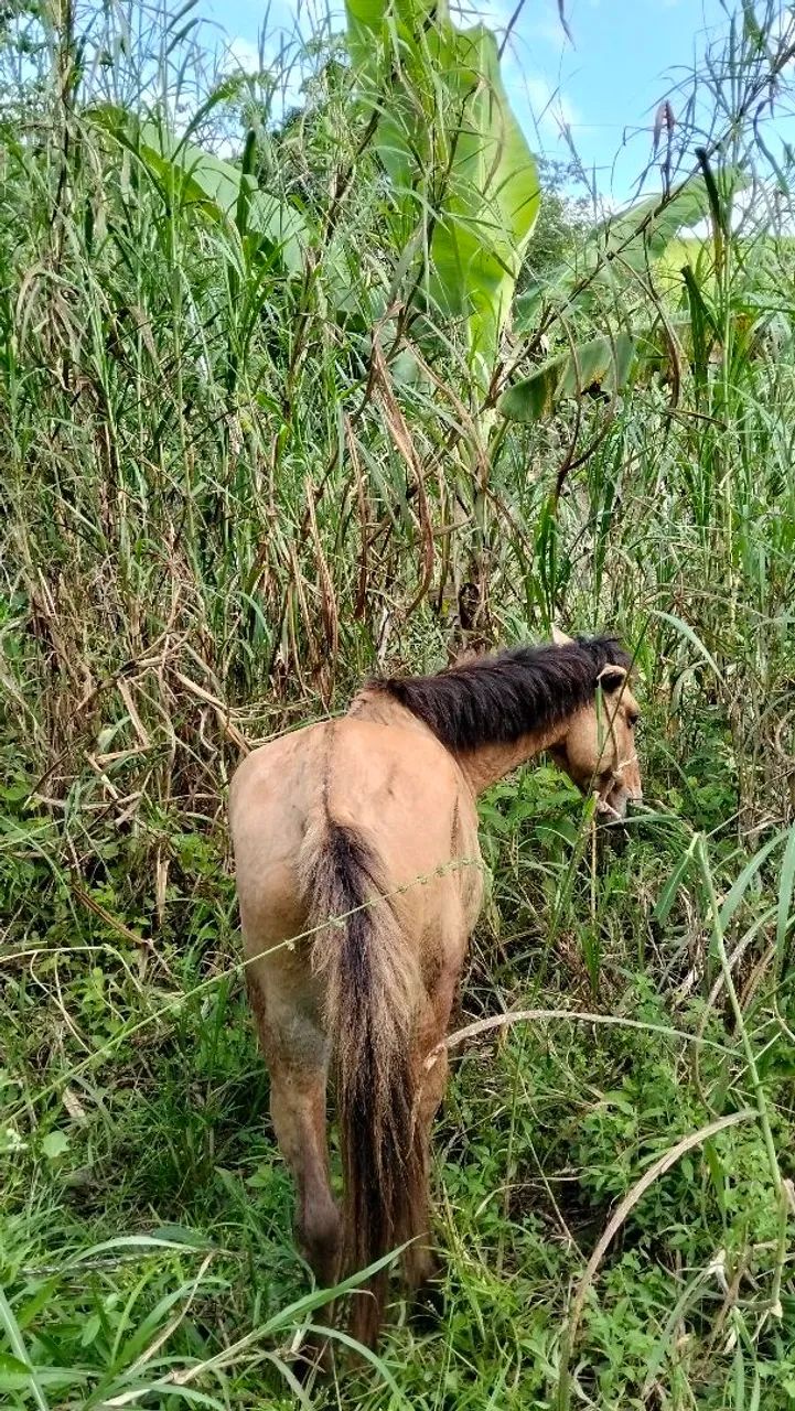 Cavalo com carroça  - Foto 2