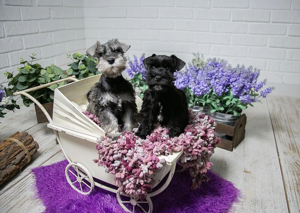 Schnauzer miniatura  - Foto 2