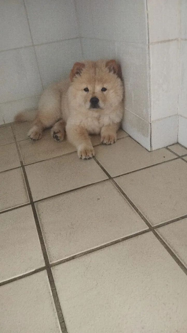 Fêmea de Chow Chow  - Foto 2