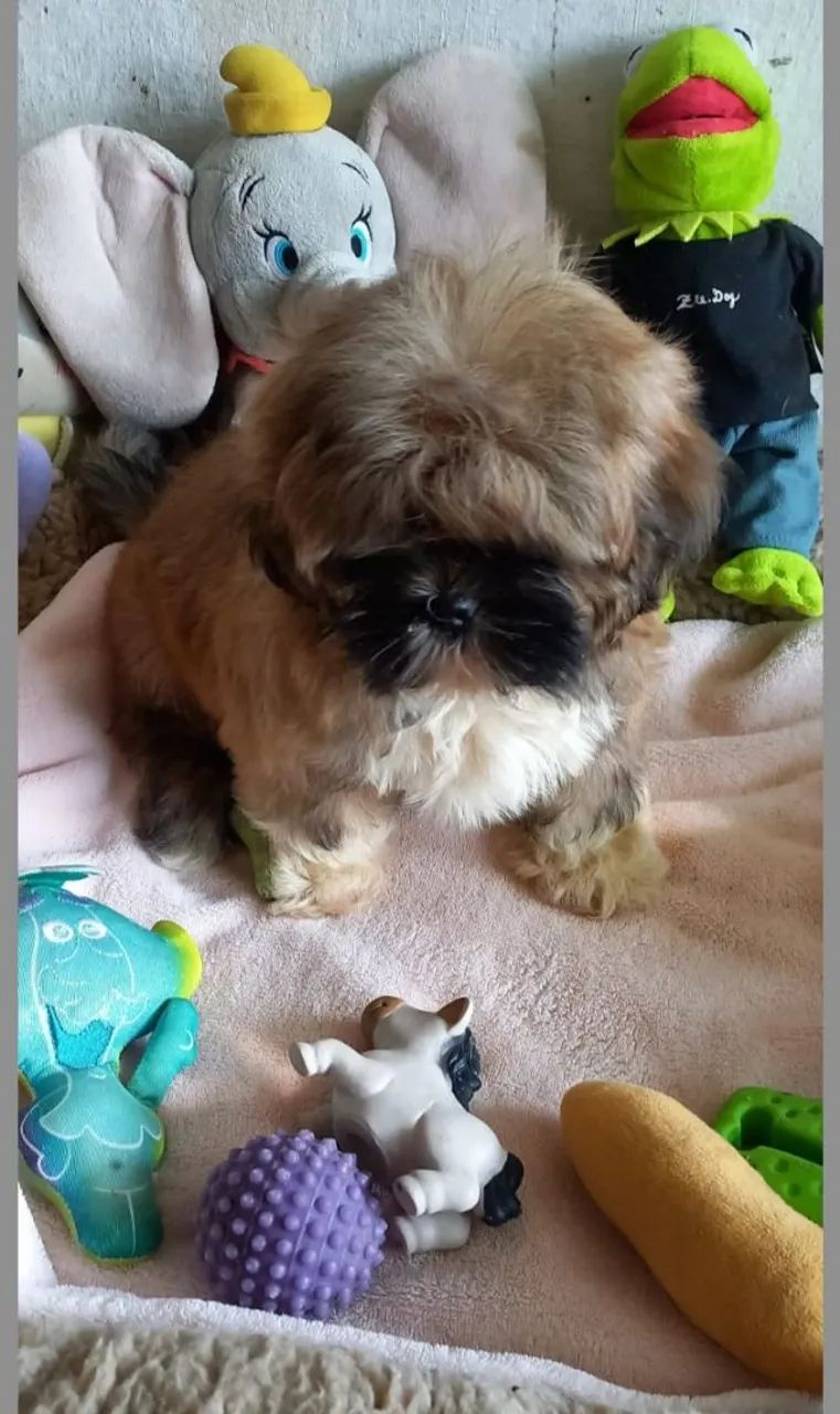 Cachorro  - Foto 4