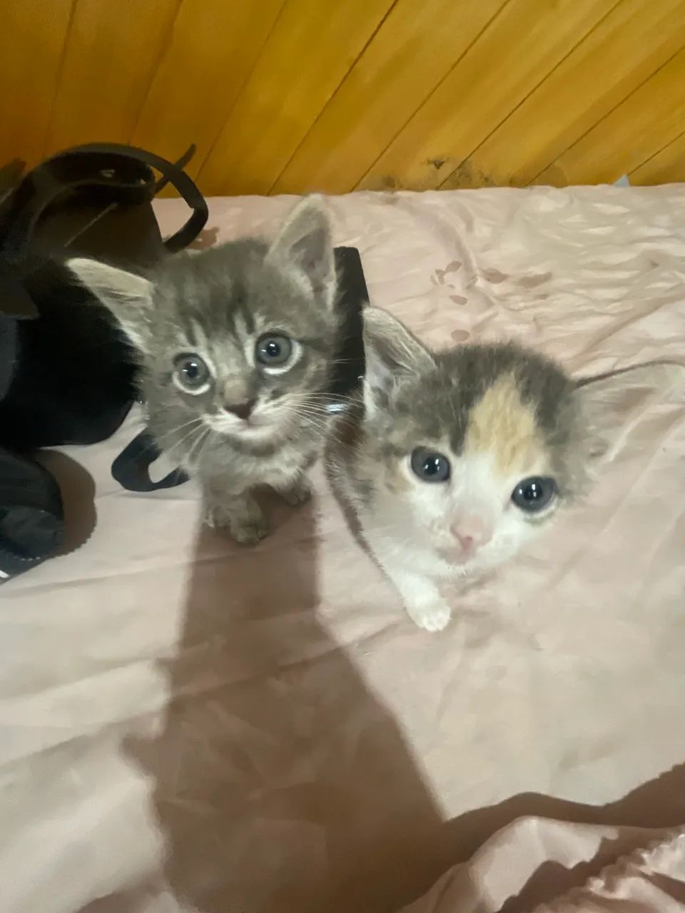 Gatinhos Filhotes - Foto 4