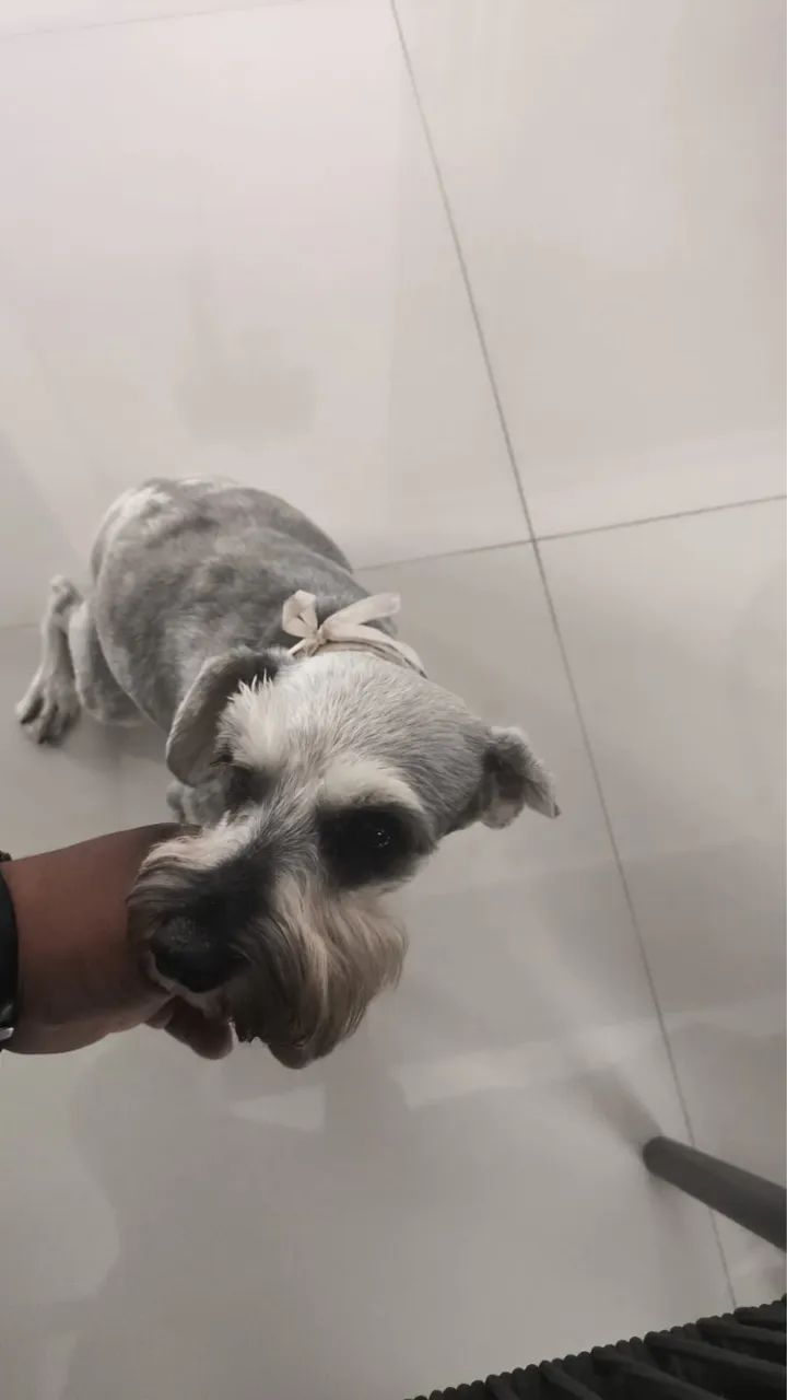 Schnauzer cachorro 