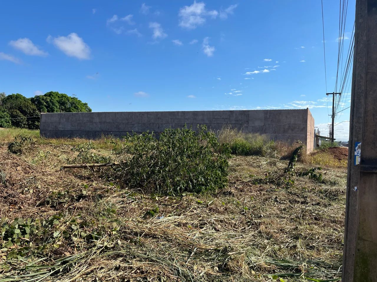 Foto - Porto Velho - Castanheira