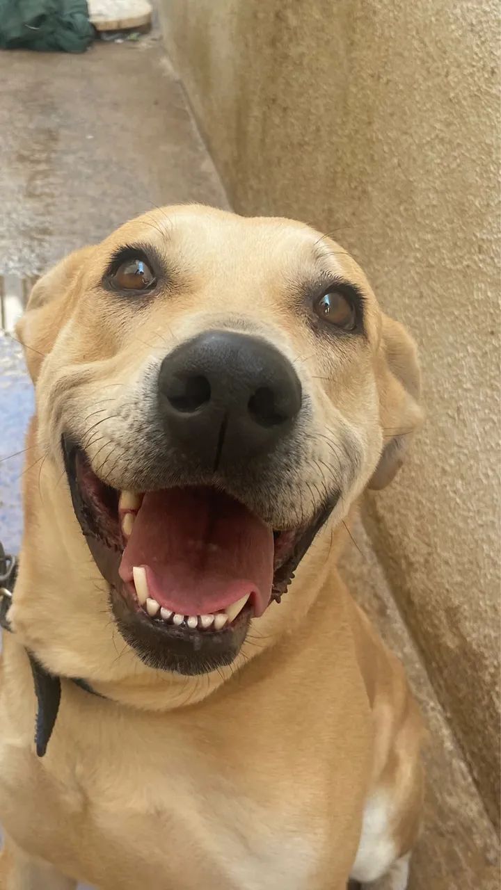 Doação cachorro 
