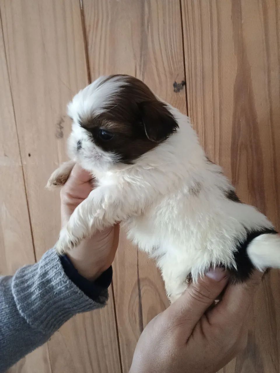 Meninos Shitzu! TOP!! - Foto 4