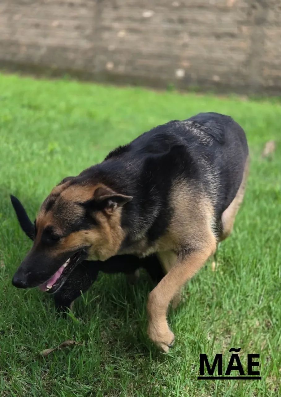 Pastor Alemão Policial - Foto 4