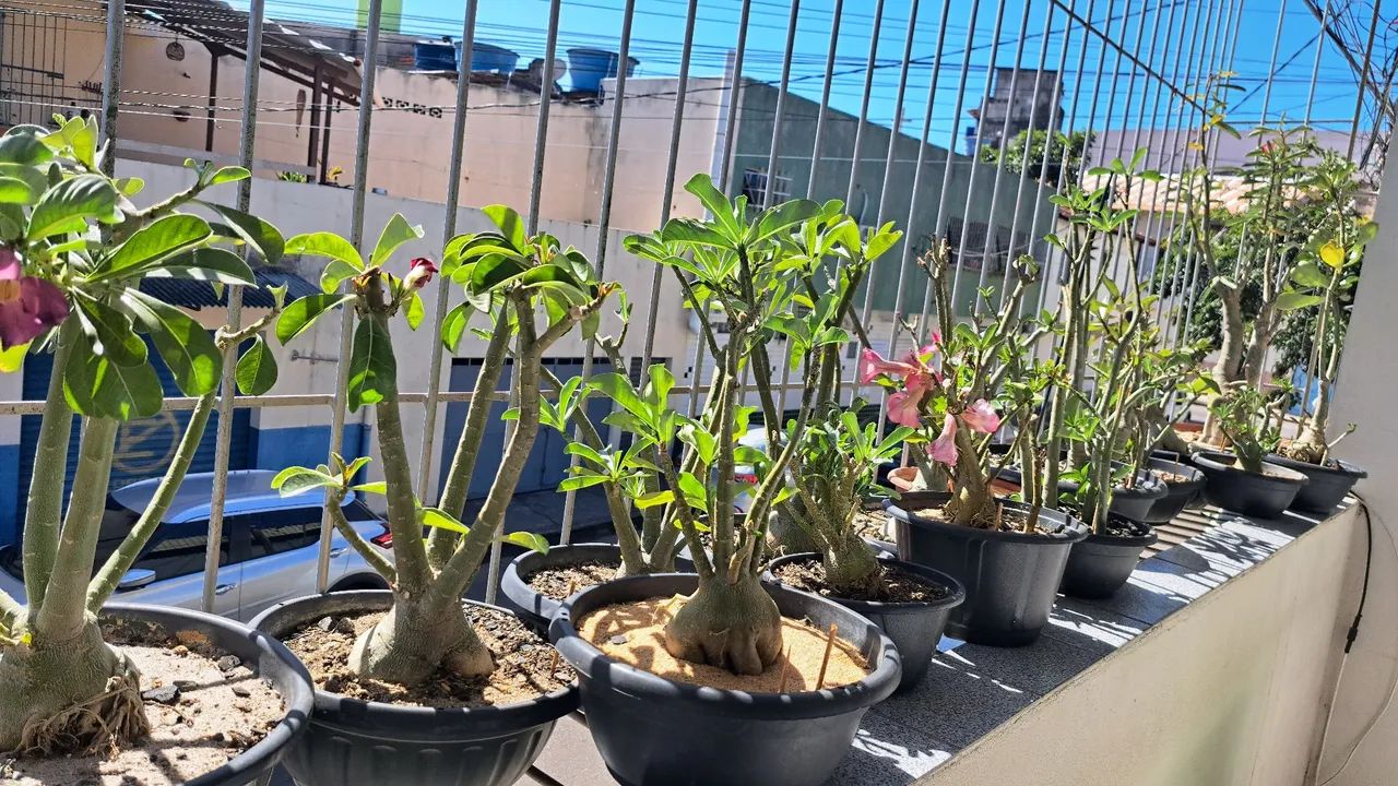  Rosas do Deserto - Foto 4