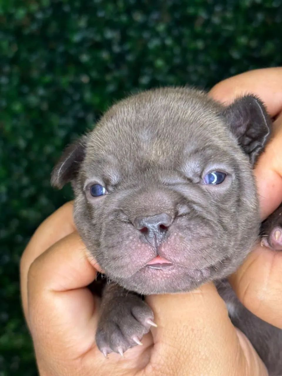 Lindos bbs de bulldog francês corra e faça sua reserva  - Foto 4