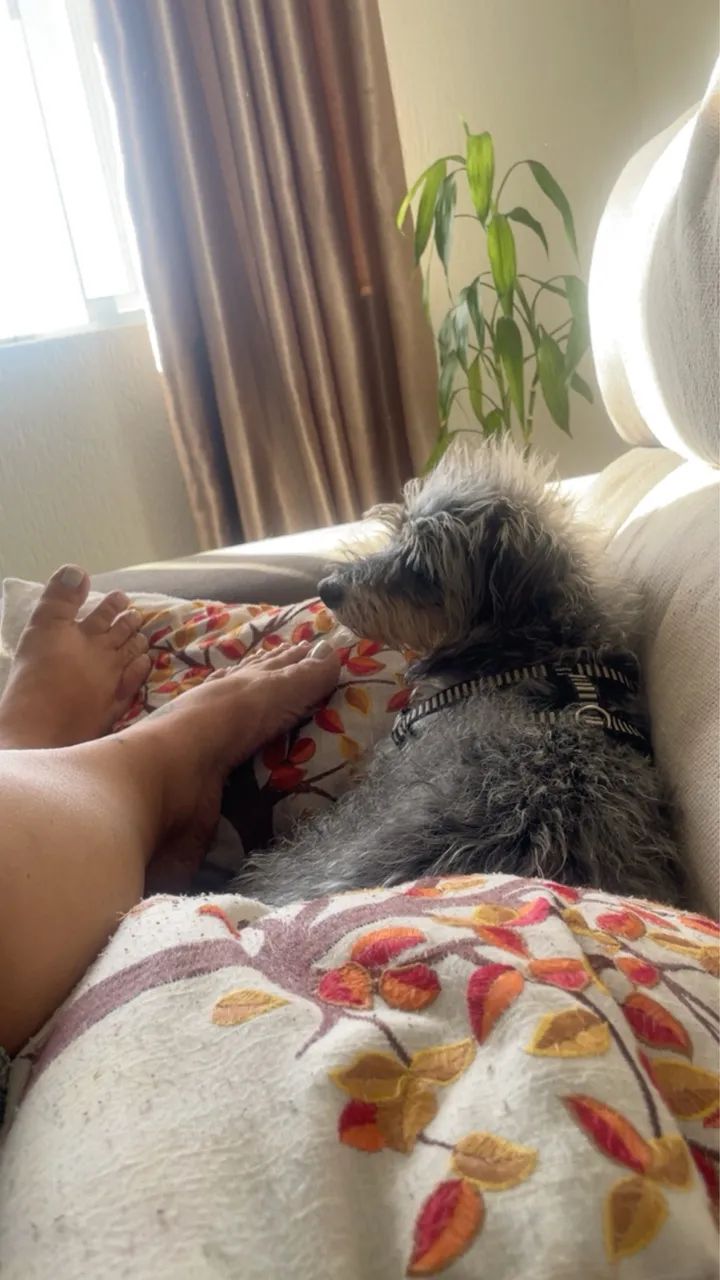 Doação cachorro  - Foto 2
