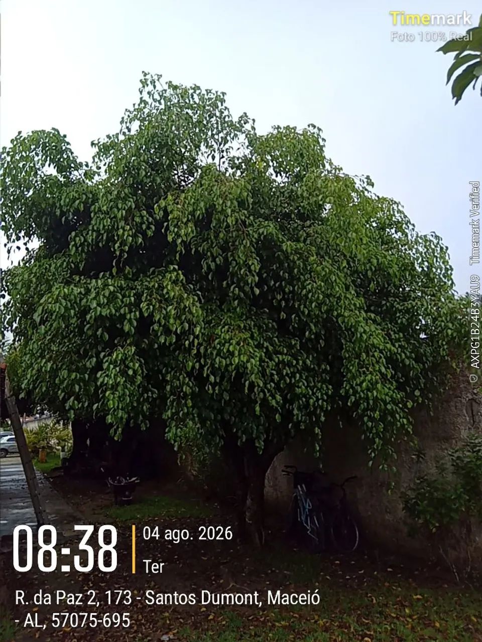 Serviço de jardinagem e podaçao.