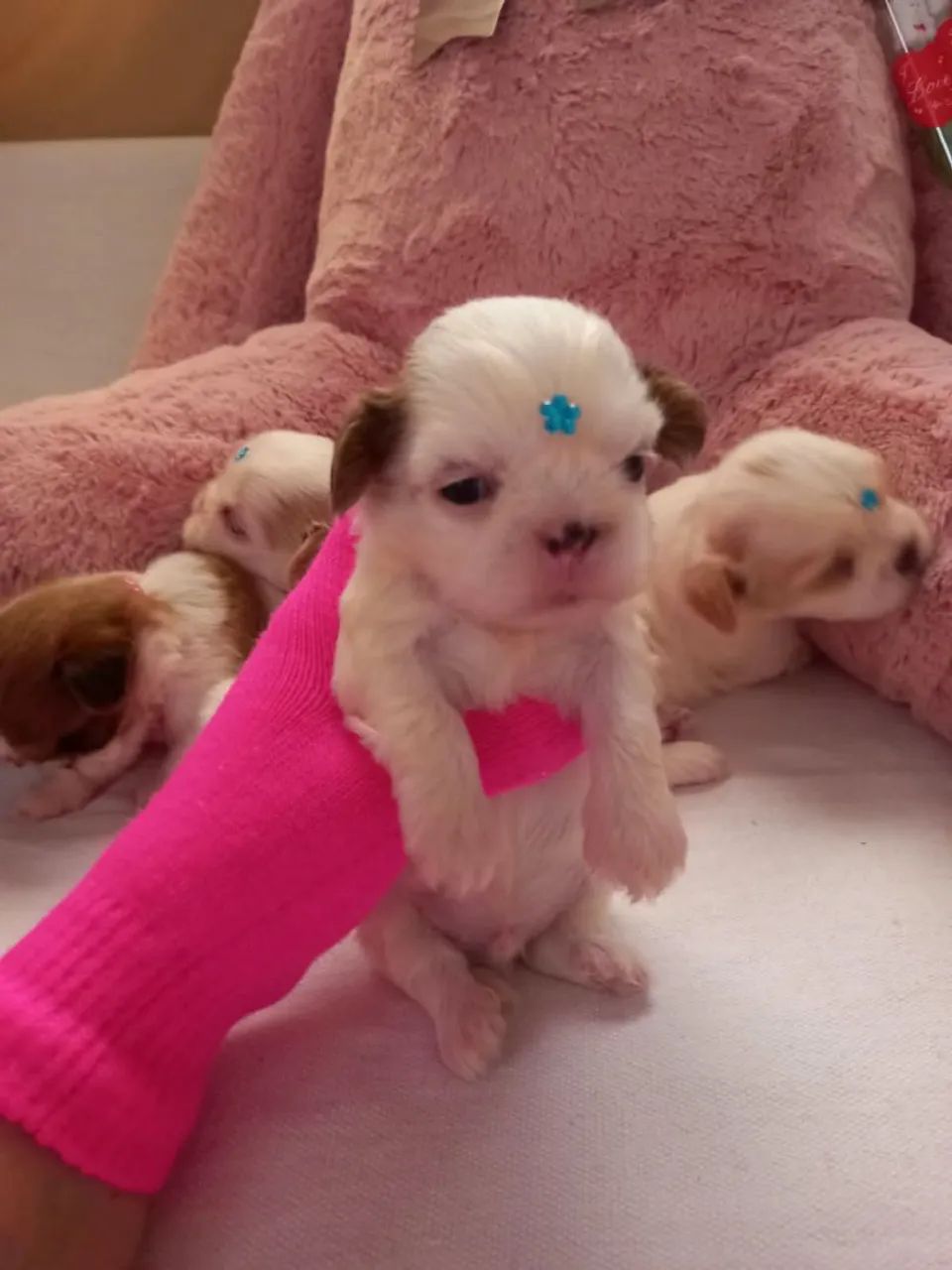 Shih Tzu Toy - Foto 4