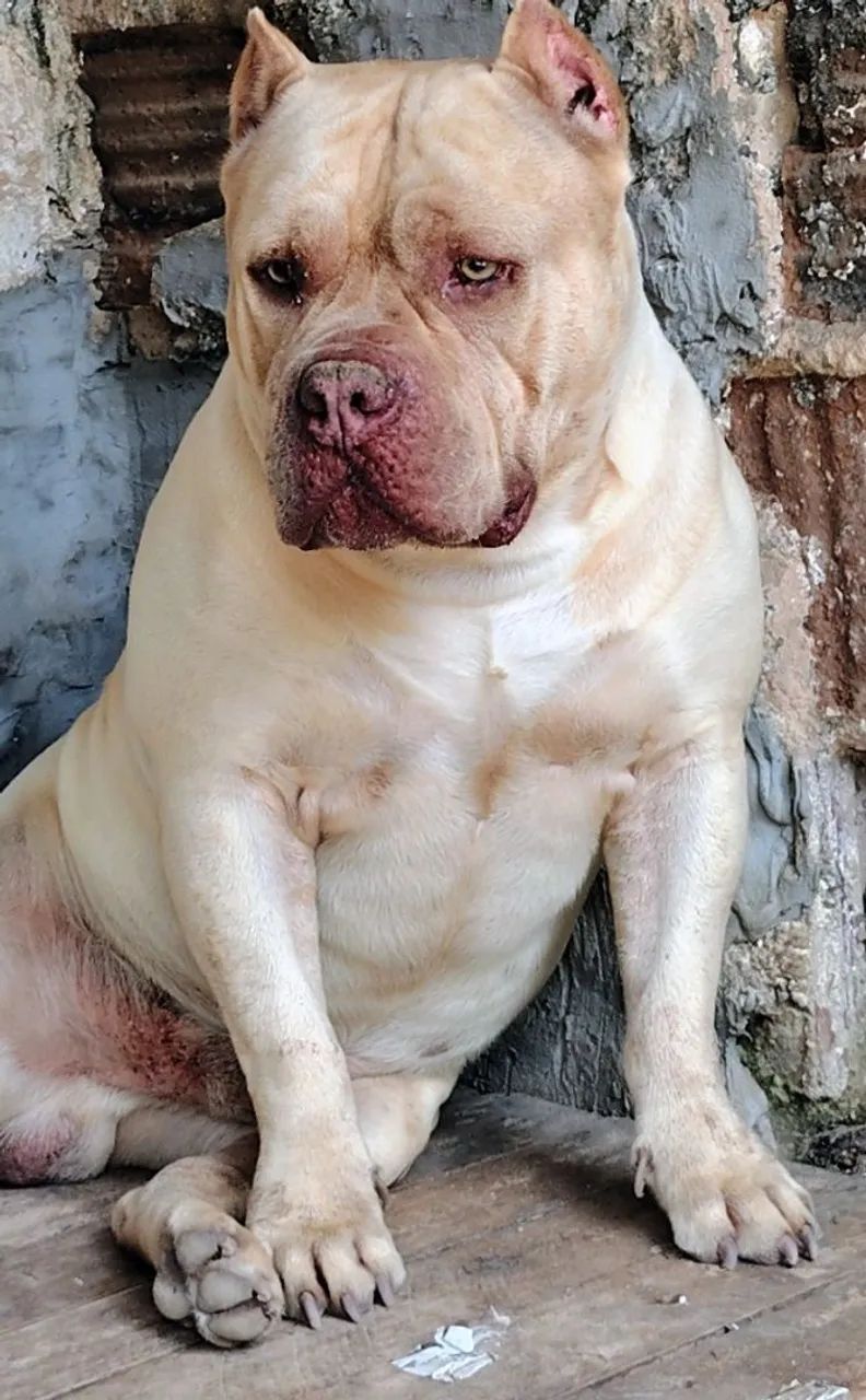 Disponível para cruza - Foto 2