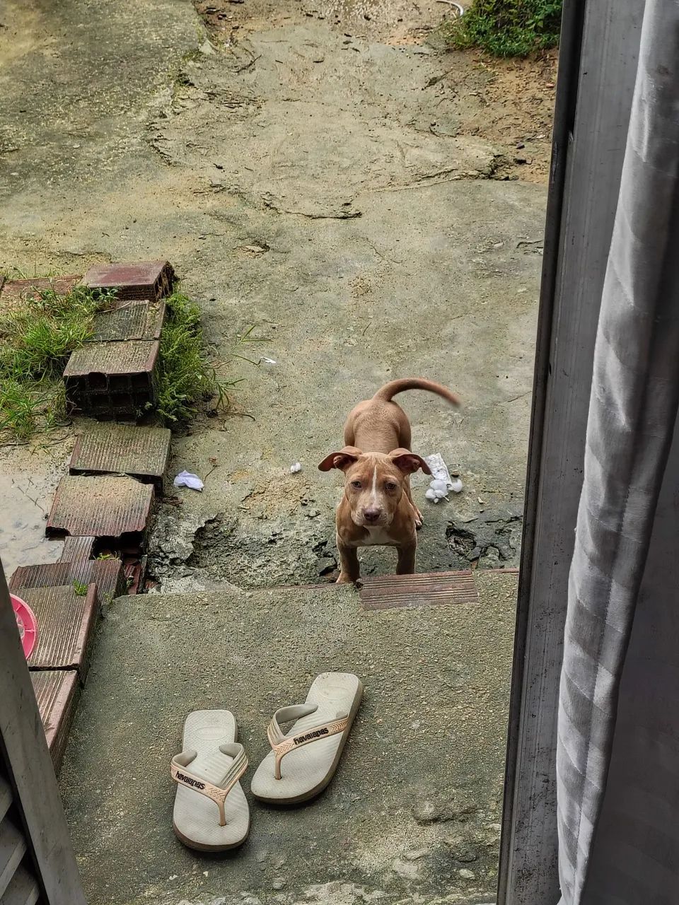 Pitbull imunizado  - Foto 4
