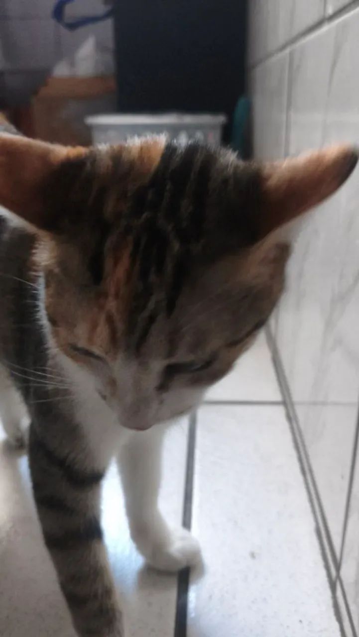 ADOÇÃO RESPONSÁVEL  - Foto 4