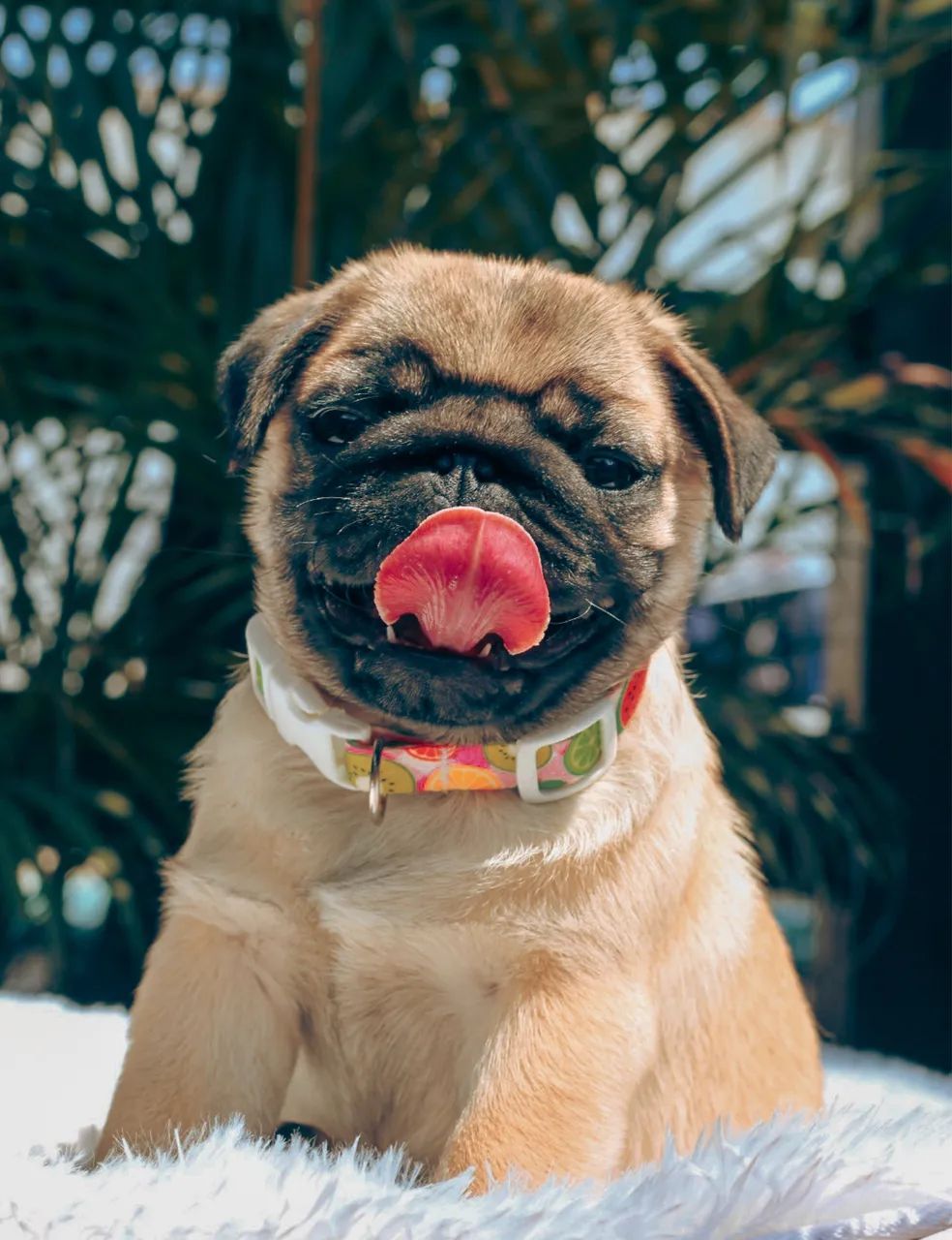 Pug 