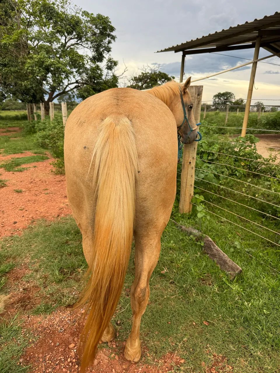 Égua QM pura - Foto 3