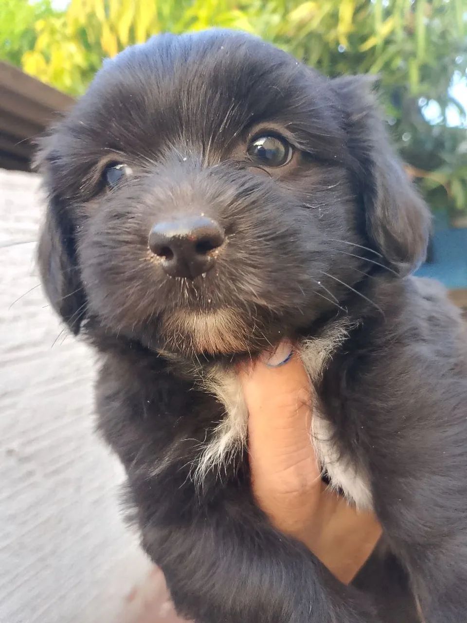 Cachorro  - Foto 3