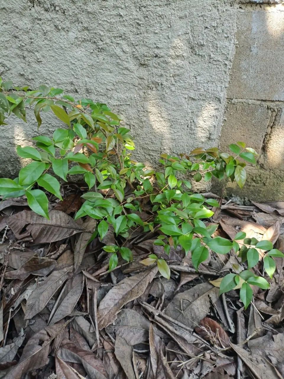 Mudas frutíferas  - Foto 3