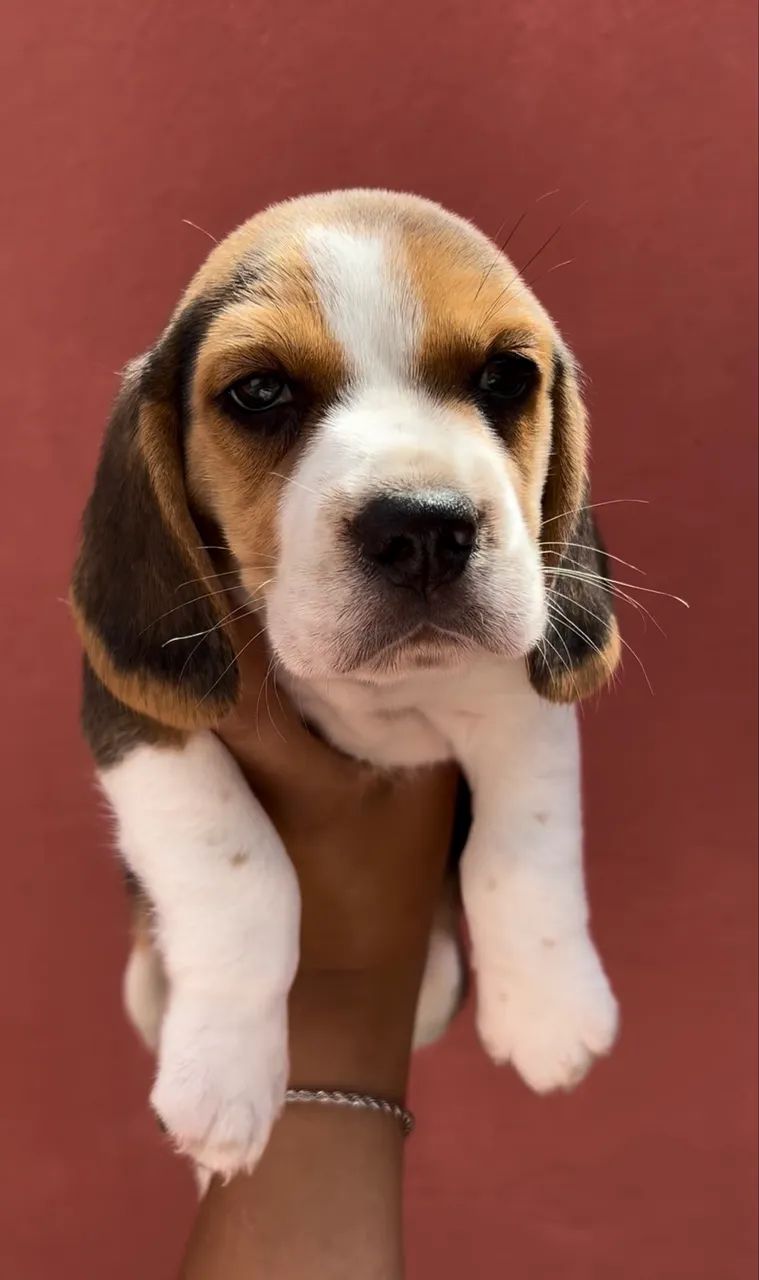 Beagles tricolor/bicolor 