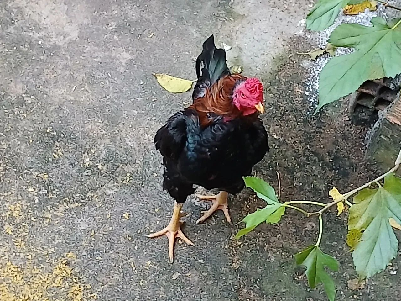 Galos da raça cacutar  - Foto 4