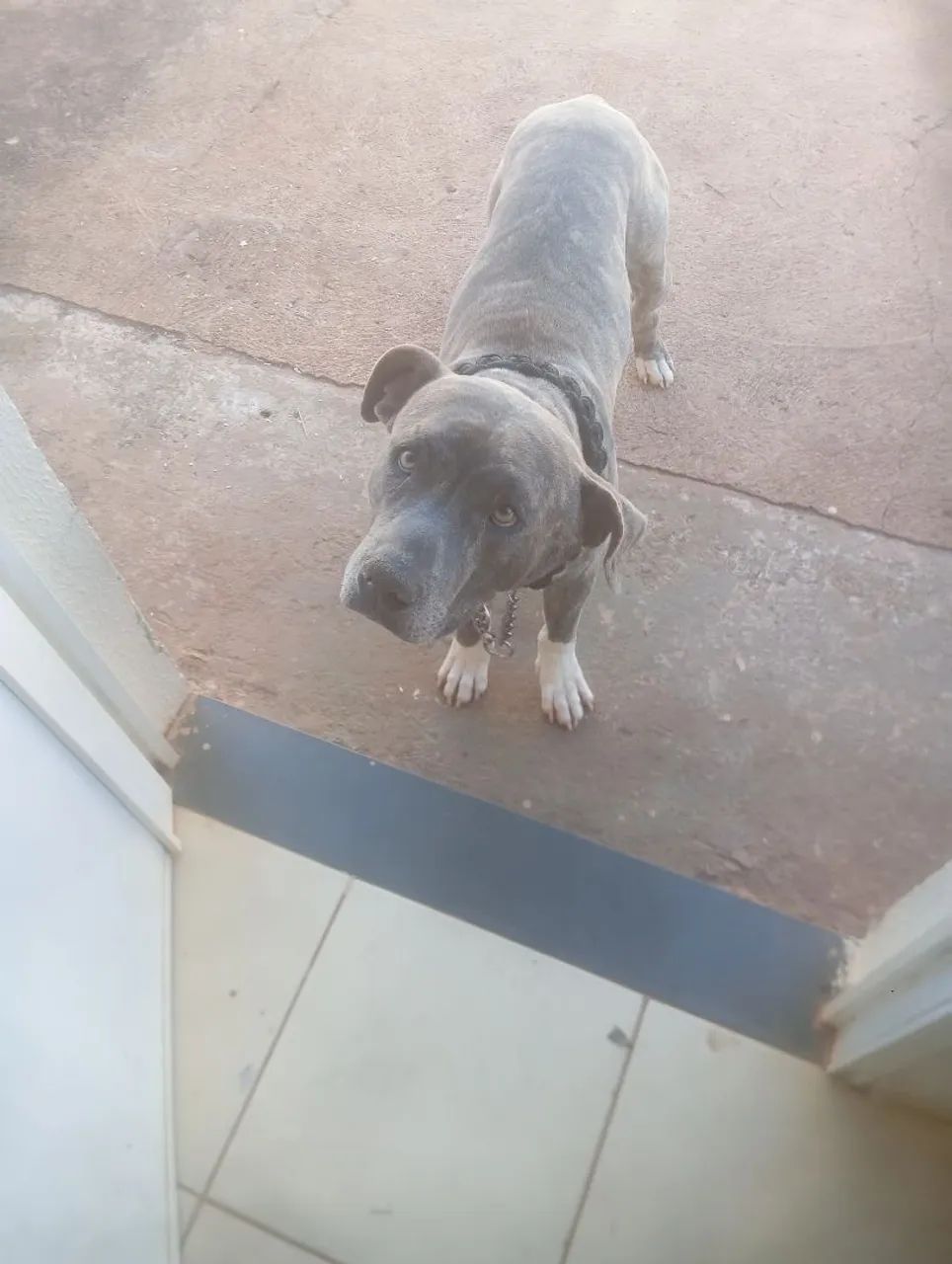 American bully
