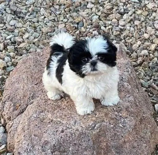 shih tzu bem pequenos e peludos  - Foto 2