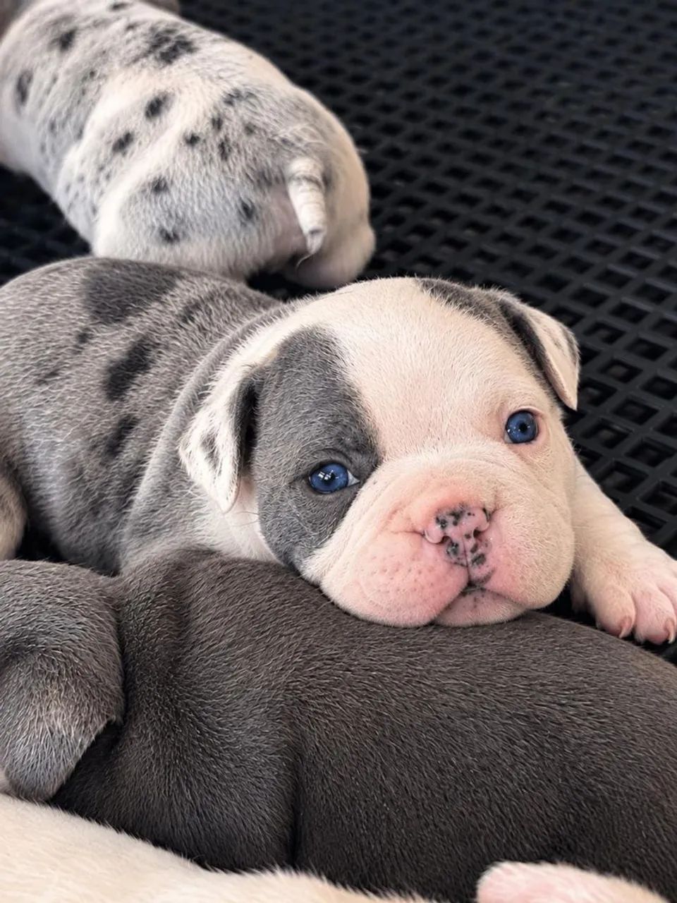 Filhotes American Bully Exótic disponíveis  - Foto 3