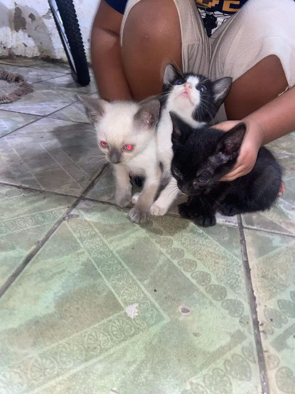Gatinhos para adoção 