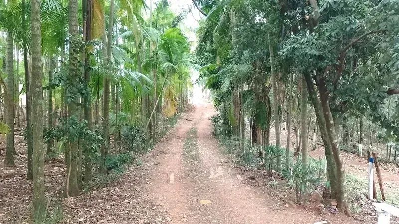 Área Rural 4 alqueires - Mandaguari - PR