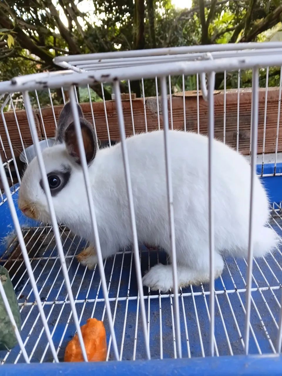 Venda de coelhos anões adultos