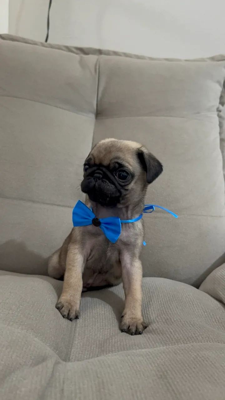 Pug machinho - Foto 3