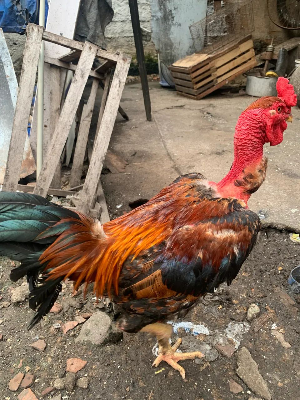 Rooster