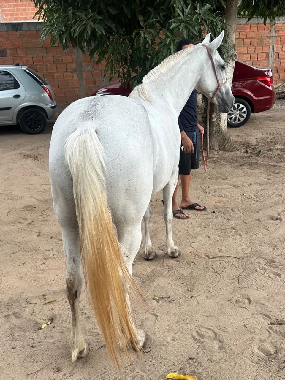 Égua  - Foto 3