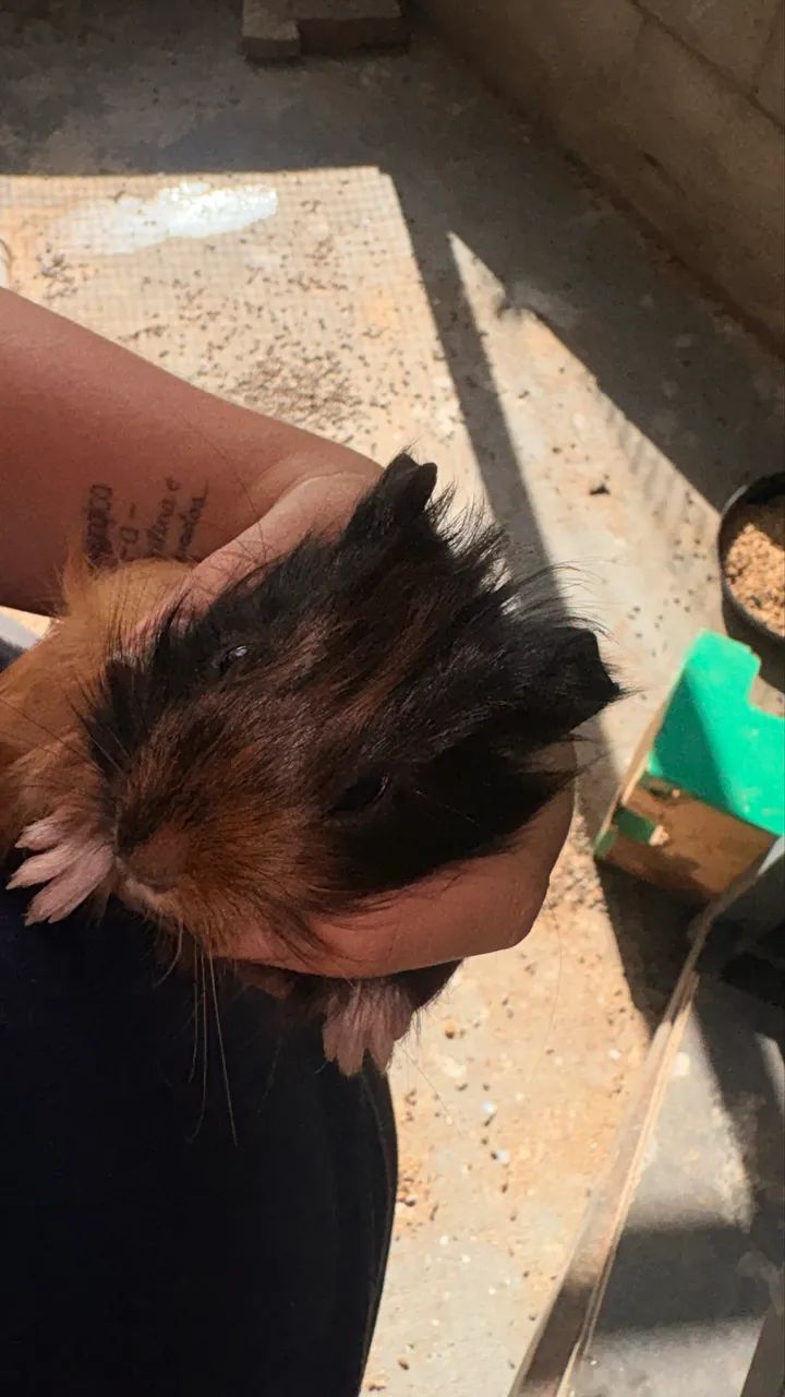 Porquinho da Índia 