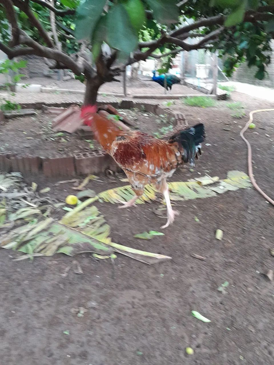 Vendo  ? da raça gsb se encontra em mirassol enteressado chama *  - Foto 3