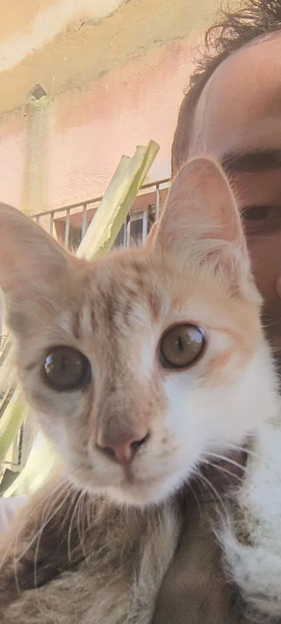 Procuro Gato - Foto 2