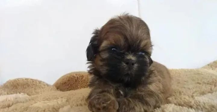 Shitzu macho disponíveis 