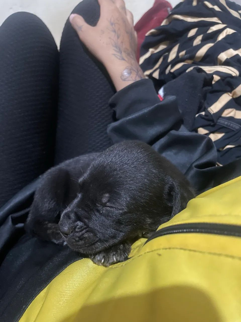 Doasse filhote de pitbull  - Foto 3