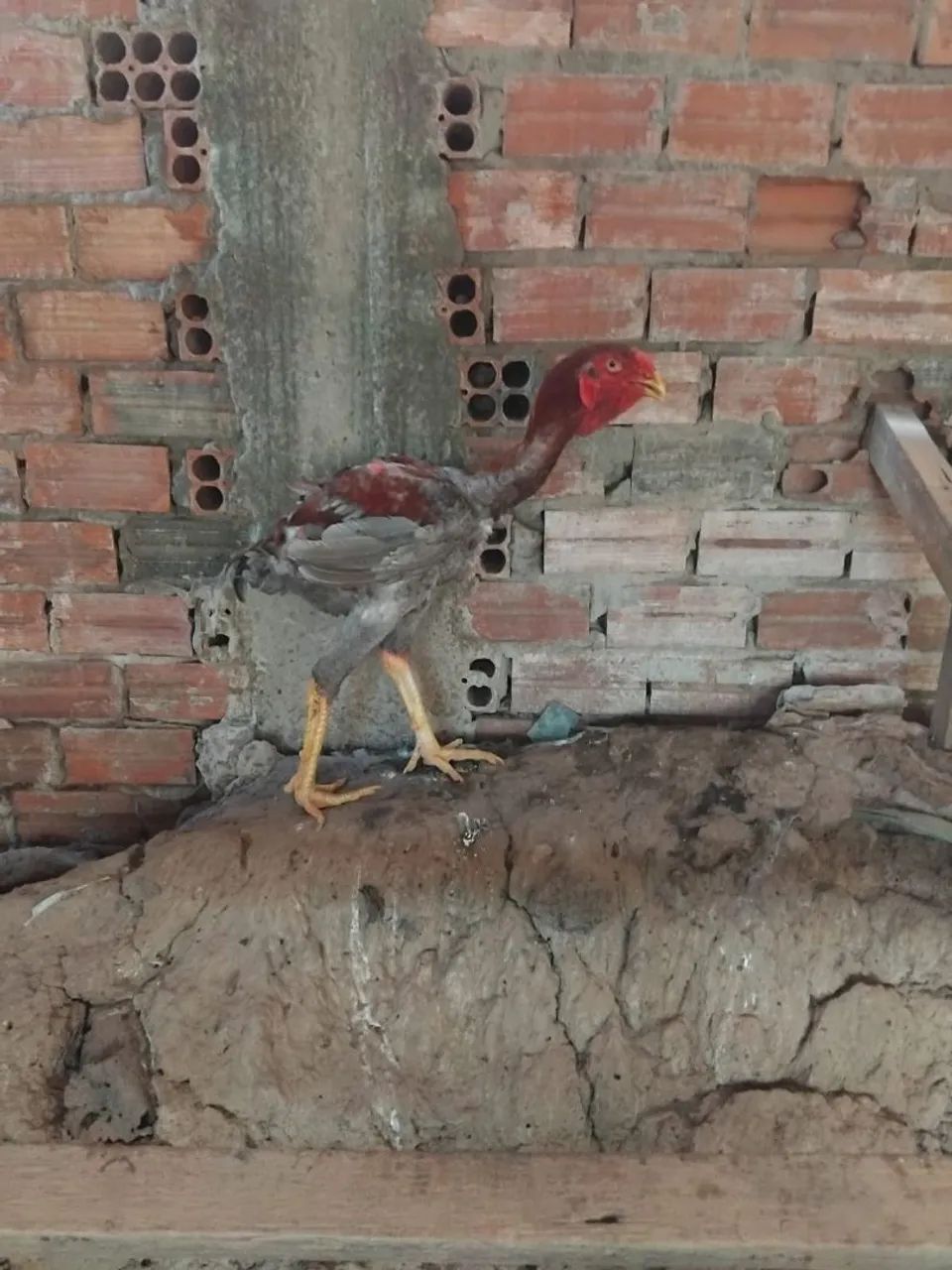 Galo e Galinhas Índio Gigante  - Foto 3