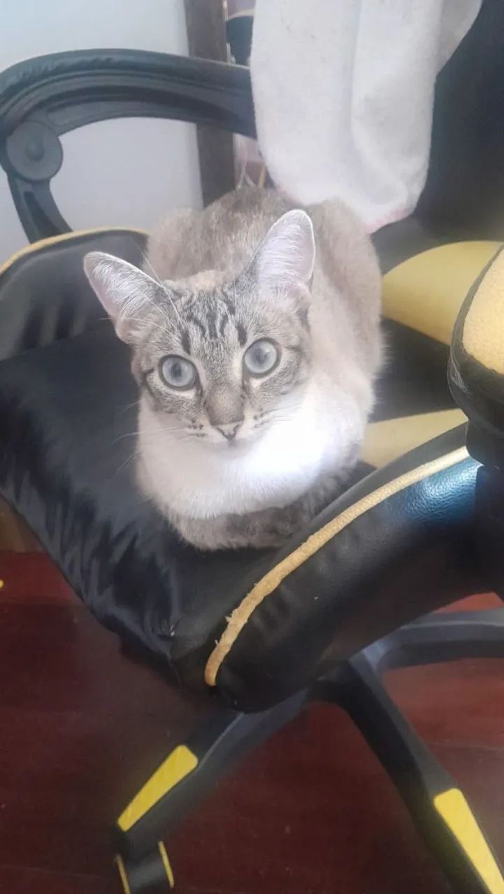 Gato