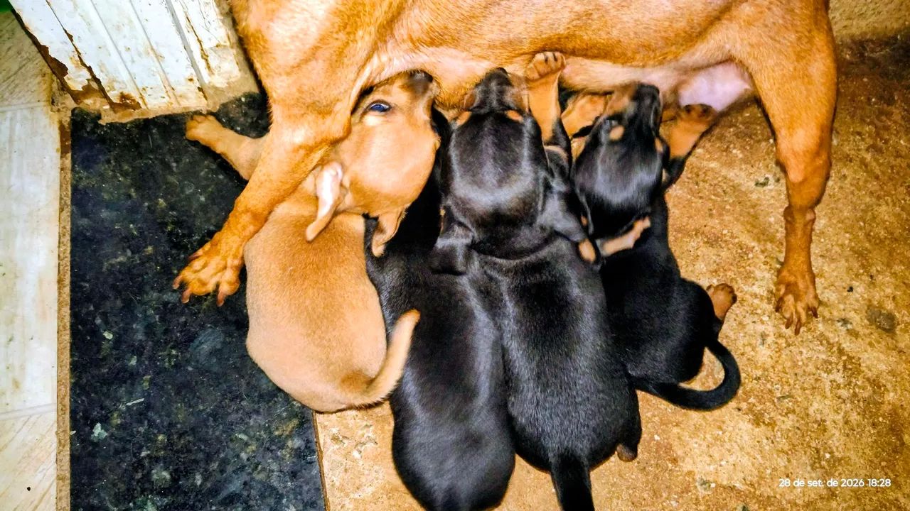 Filhotes de pinscher 0(Zero). - Foto 4