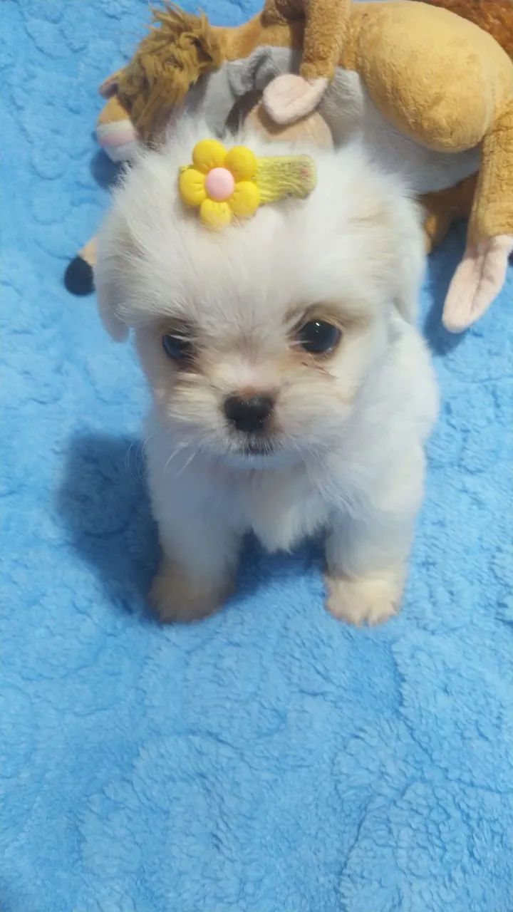 shitzu mini - Foto 3