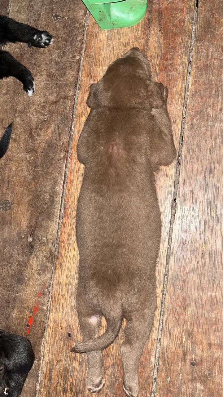 doação de cachorrinhos!  - Foto 2