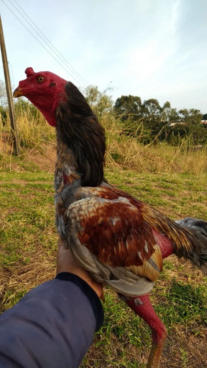Galo Indio - Foto 2