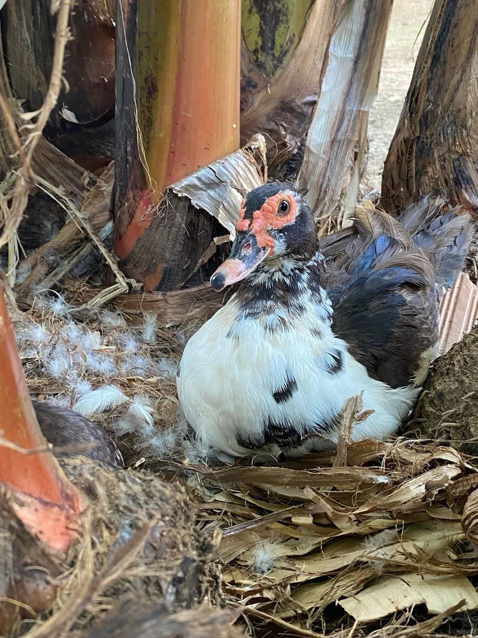Patos ?  - Foto 5