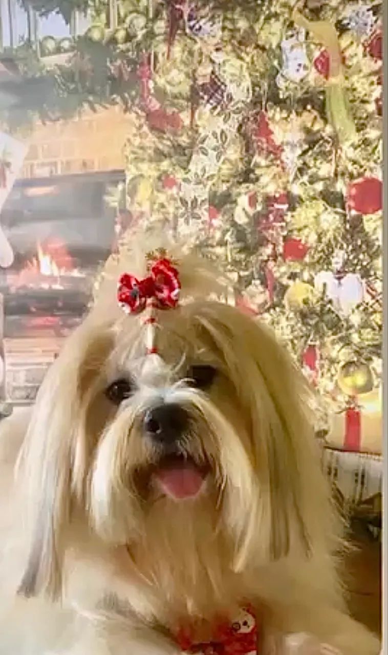 Lhasa apso ( para ter filhote) - Foto 3
