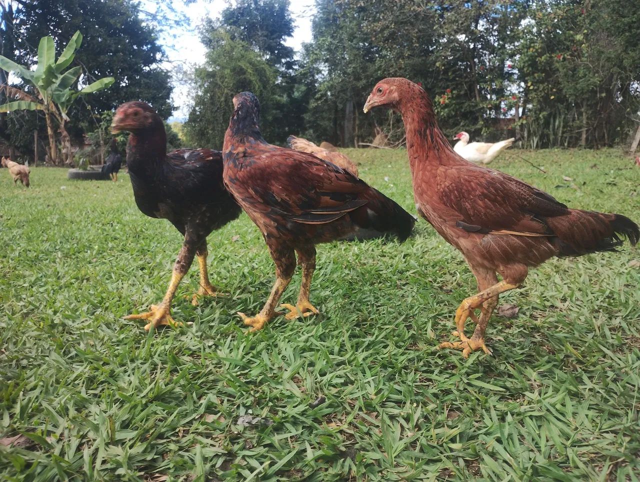 Vendo ou troco  - Foto 2