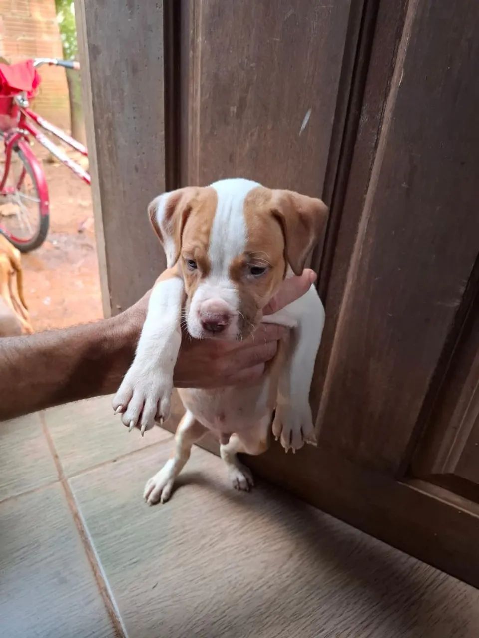 Vendo pit bull  - Foto 3