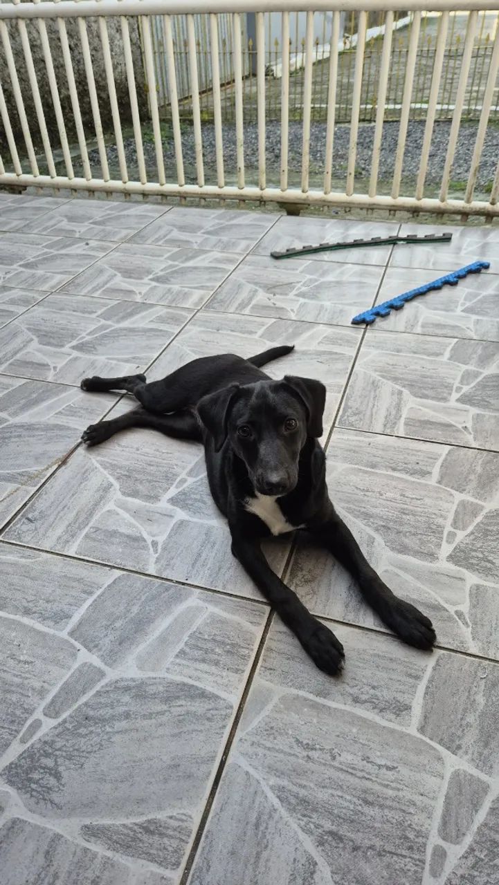 Adoção Responsável - Foto 2