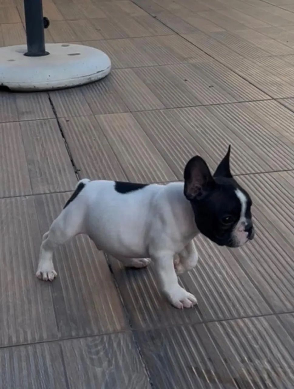 Filhote de buldogue francês 